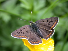 Lycaena tityrus