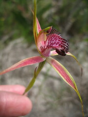 Caladenia pectinata