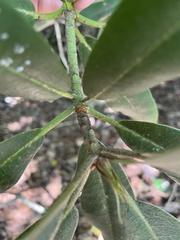 Rhododendron maximum
