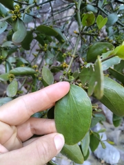 Phoradendron bathyoryctum