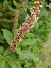 Phytolacca