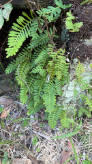 Pleopeltis michauxiana