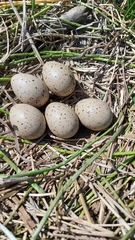 Fulica cristata