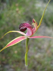 Caladenia pectinata