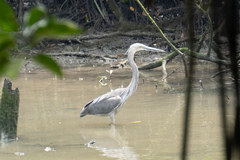 Ardea sumatrana