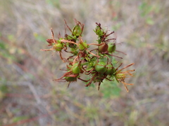 Hypericum perforatum