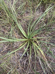 Eryngium yuccifolium