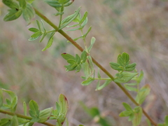 Hypericum perforatum