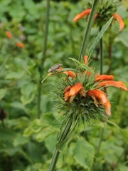 Agonoscelis puberula