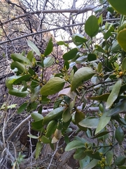 Phoradendron bathyoryctum