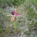 Caladenia applanata - Photo 由 Anneke Jonker 所上傳的 (c) Anneke Jonker，保留部份權利CC BY-NC