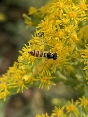 Sphaerophoria contigua