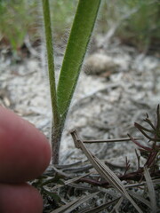 Caladenia pectinata