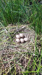 Fulica cristata