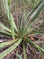 Eryngium yuccifolium