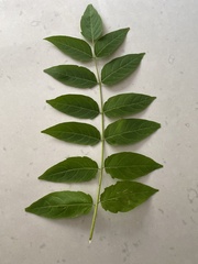 Magnoliopsida
