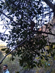 Phoradendron bathyoryctum