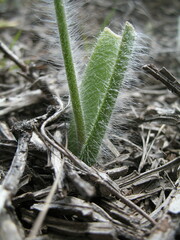 Caladenia attingens