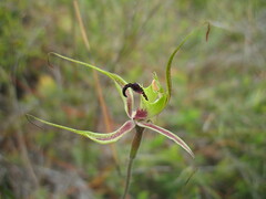 Caladenia attingens