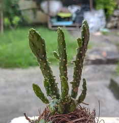 Opuntia cochenillifera