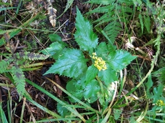 Solidago flexicaulis