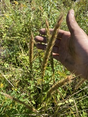 Elymus virginicus