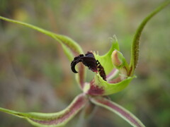 Caladenia attingens