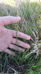 Trachyandra filiformis