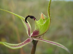 Caladenia attingens