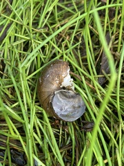 Cipangopaludina chinensis