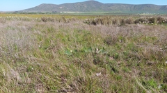 Trachyandra filiformis