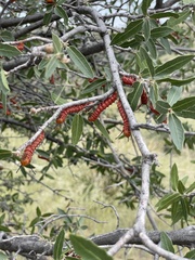 Anisota oslari
