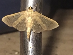 Herpetogramma aeglealis