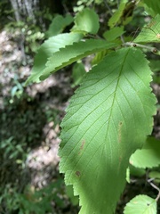 Ulmus rubra