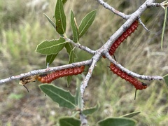 Anisota oslari