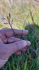 Trachyandra filiformis