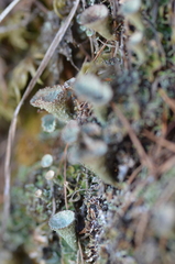 Cladonia pyxidata