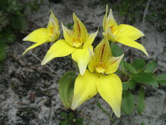 Caladenia flava flava