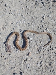 Pituophis catenifer catenifer