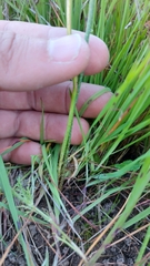 Trachyandra filiformis