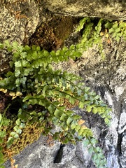 Asplenium viride