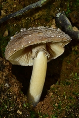 Amanita pantherina