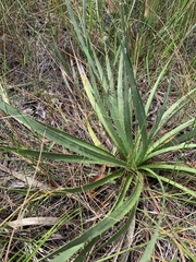 Eryngium yuccifolium