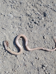 Pituophis catenifer catenifer