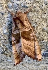 Phlogophora periculosa