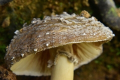 Amanita pantherina