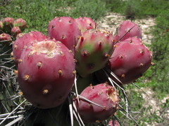 Opuntia stenopetala