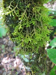Porella platyphylla