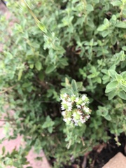 Origanum vulgare