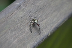 Hyllus diardi
